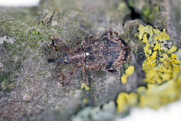 Apple blossom weevil (Anthonomus pomorum). One of the most important pests of apple trees in orchards and gardens.