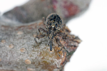 Apple blossom weevil (Anthonomus pomorum). One of the most important pests of apple trees in orchards and gardens.