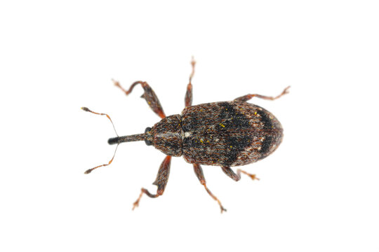 Apple blossom weevil (Anthonomus pomorum). One of the most important pests of apple trees in orchards and gardens.