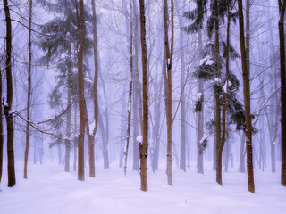 Winter forest with snow in the morning. Fabulous foggy landscape. Trees are covered with frost in a white fog. 