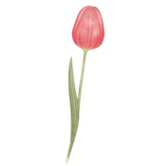 Tulip. Watercolour illustration of a Tulip. Idea for books, calendars, postcards, stickers.