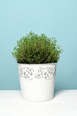 Pot with thyme plant