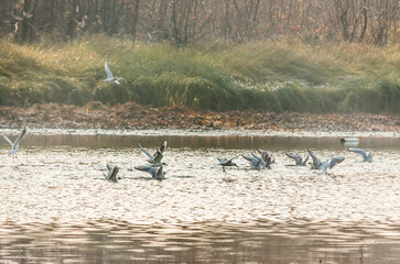 A flock of river gulls fly over the pond water, gathering food. 
