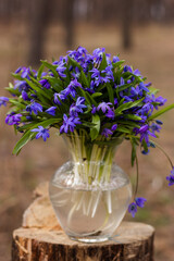 Blue fresh snowdrops stand in a vase on a stump in the forest