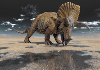 triceratops is drinking some water on the desert after rain side view
