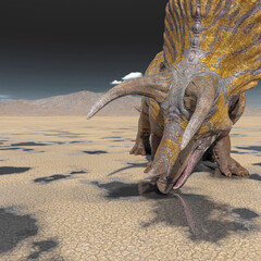 triceratops is drinking some water on the desert after rain © DM7