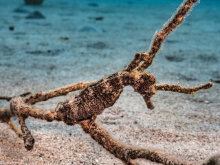 Seascape with Seahorse in the coral reef of Caribbean Sea, Curacao
