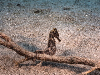 Seascape with Seahorse in the coral reef of Caribbean Sea, Curacao