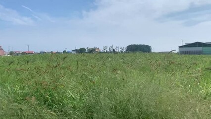 Sound_한국 농촌 시골 들판, 자연, 바람에 흩날리는 녹색 들판 / Korean Rural Country Fields, Nature, Windy Green Fields 