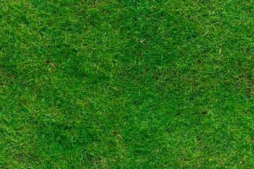 Obraz premium green grass ground seamless texture pattern garden floor background