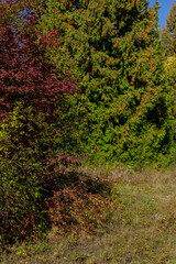 Beautiful autumn landscape against the blue sky
