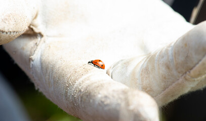 mano con guante de trabajo con mariquita