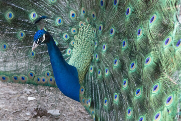 Colorful Peacock showing off its colors