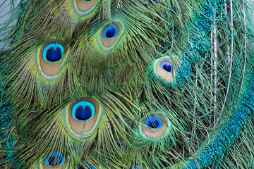Colorful Peacock tail feathers