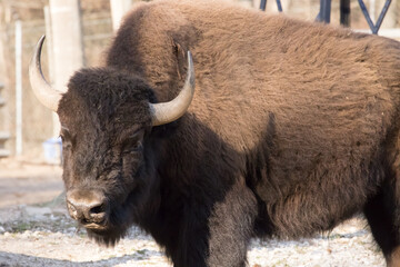 Fototapeta premium American Buffalo in a pen