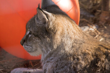 Lynx out in the sunshine