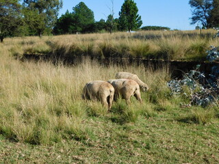 Naklejka na ściany i meble sheep in the meadow