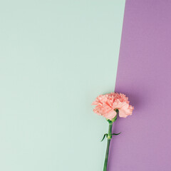Single carnation flower on light mint and purple background. Simple square composition.