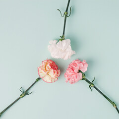 Three carnation flowers facing each other on light mint background. Simple square composition.