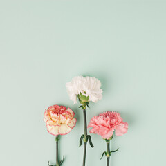 Three carnation flowers on light mint background. Simple square composition.