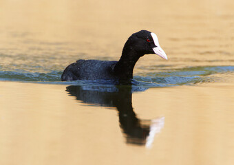 A Coot in a Park, Ziegeleipark Heilbronn, Germany, Europe