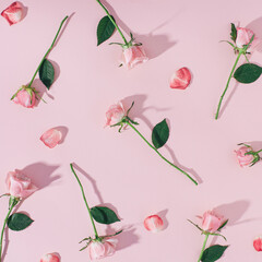 Pink roses and petals laying on pastel pink background. Simple and contrasty pattern with harsh light and flower shadows.