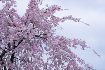 花曇りの空に咲く枝垂れ桜