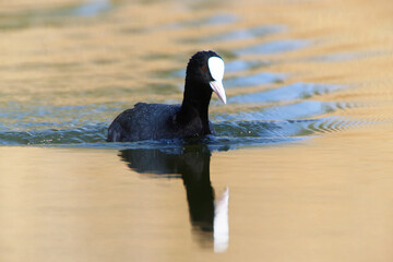 A Coot in a Park, Ziegeleipark Heilbronn, Germany, Europe