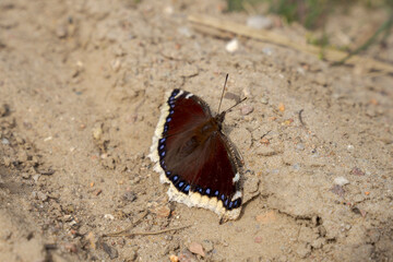 Motyl, rusałka żałobnik siedząca na piasku. Wiosenne przebudzenie. 