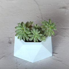 Succulents in pots. Pots made of gypsum for plants. Handmade work.