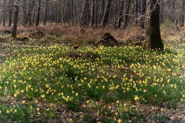 Obraz premium Jonquille Sauvage, Narcissus pseudonarcissus, forêt domaniale de Sénart, 91, Essonne