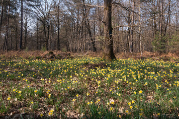 Jonquille Sauvage, Narcissus pseudonarcissus, forêt domaniale de Sénart, 91, Essonne
