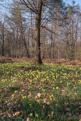Fototapeta premium Jonquille Sauvage, Narcissus pseudonarcissus, forêt domaniale de Sénart, 91, Essonne