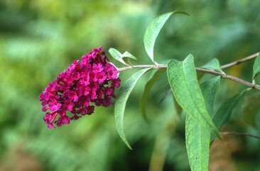Buddleia de David, Buddleja davidii