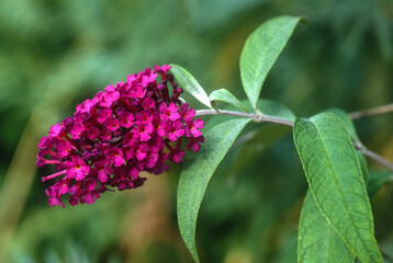 Buddleia de David, Buddleja davidii
