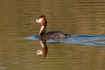 Grèbe huppé,.Podiceps cristatus, Great Crested Grebe
