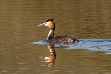 Grèbe huppé,.Podiceps cristatus, Great Crested Grebe