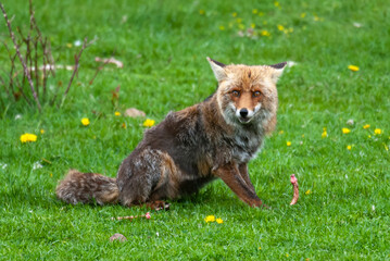 Renard roux, Vulpes vulpes