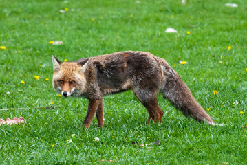Renard roux, Vulpes vulpes