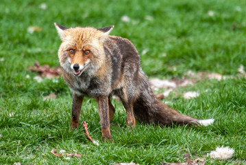 Renard roux, Vulpes vulpes