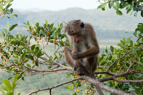monkey on a branch
