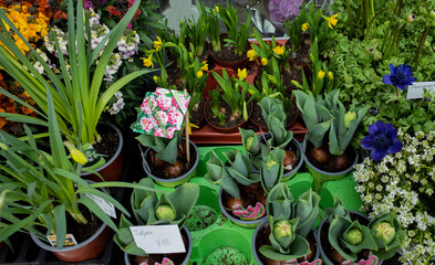 flowers in the garden