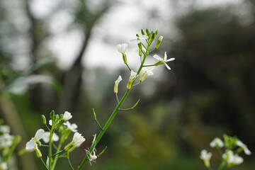 Thale cress flowers in the garden