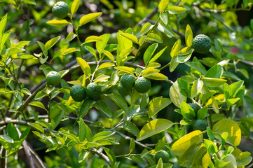 Citrus hystrix, called the kaffir lime, citrus fruit native to tropical Southeast Asia and southern China