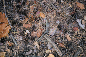 A lot of dried pine needles, pine cones, dried branches and leaves on the forest floor.