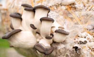 Oyster mushrooms on a background of green grass. The process of growing at home. Mushrooms grow in straw in bags