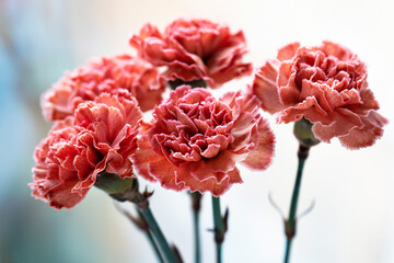 bouquet of pink carnations on a light background close-up