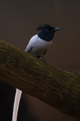 Asian paradise flycatcher on a tree branch in Colombo, Sri Lanka