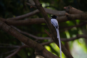 Asian paradise flycatcher on a tree branch in Colombo, Sri Lanka