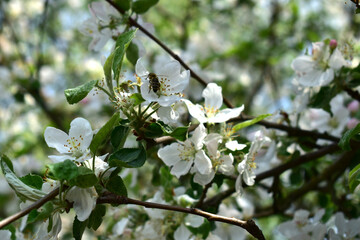 Blooming apple orchard and bees.